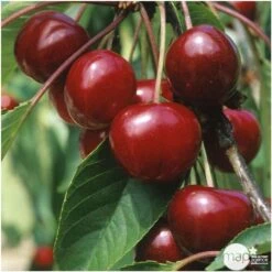 Cerisier Bigarreau Van : Demi Tige 2 Ans D'âge Ctr 15 Litres -Feuilora Soldes Boutique 71296 004