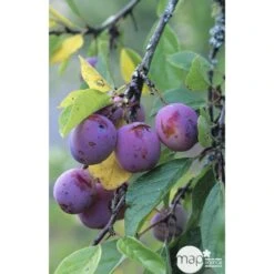 Prunier Reine Claude Violette Gobelet -Feuilora Soldes Boutique 71372 002