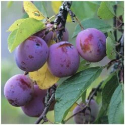 Prunier Reine Claude Violette Gobelet -Feuilora Soldes Boutique 71372 004