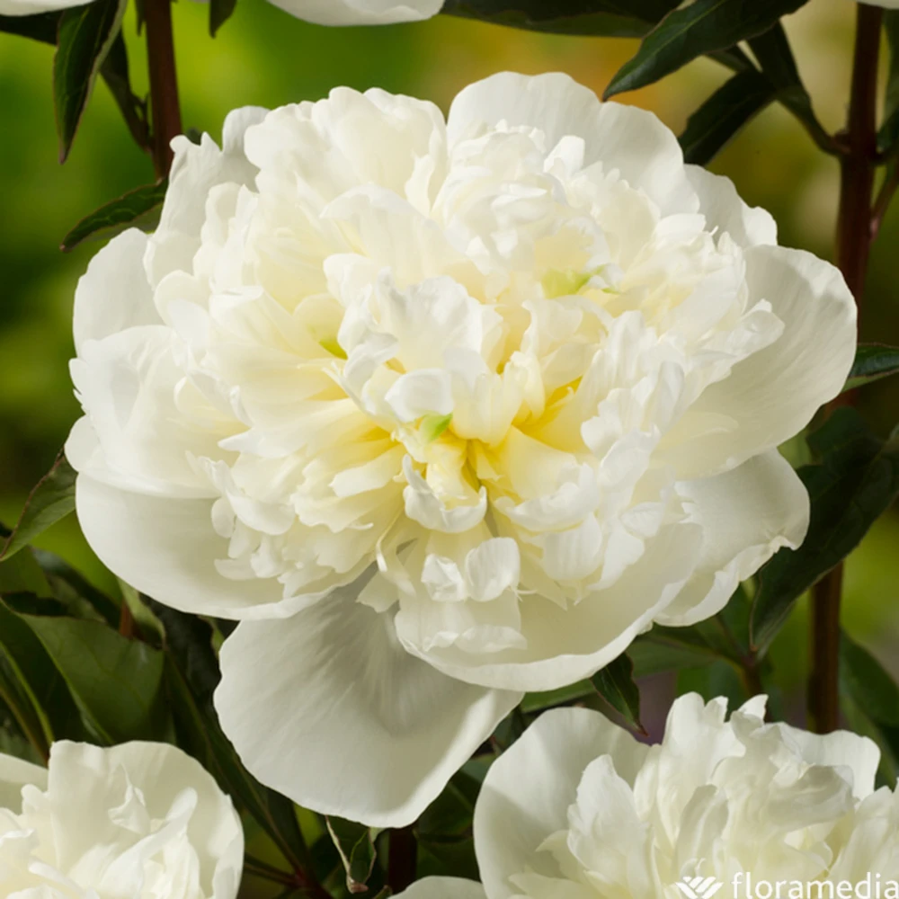 Botte De 3 Pivoines Duchesse Nemours H.50cm 3 Botte De 3 Pivoines Duchesse Nemours H.50cm