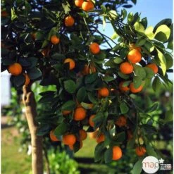 Clémentinier H140/160cm : C35L -Feuilora Soldes Boutique 784975 003