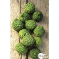 Combava H140/160cm : C35L -Feuilora Soldes Boutique 784976 003