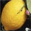 Citronnier 4 Saisons H.140/160cm : C35L -Feuilora Soldes Boutique 784978 001