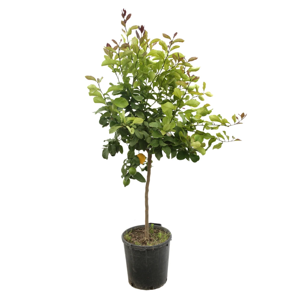 Citronnier 4 Saisons H.140/160cm : C35L 4 Citronnier 4 Saisons H.140/160cm : C35L – Image 2