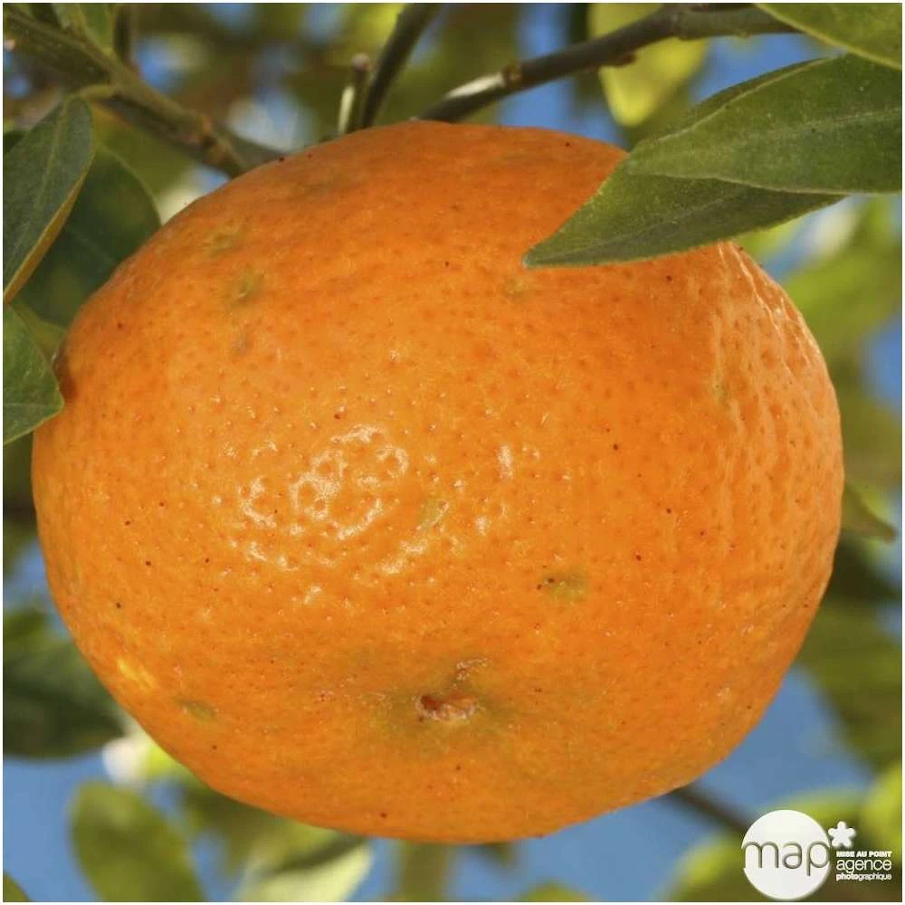 Mandarinier : H.140/160cm C35L 3 Mandarinier : H.140/160cm C35L