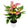 Fleur Flamant Rose - Anthurium Andreanum - Anthurium - Pot 14cm - Fleurs Multicolores - Livium -Feuilora Soldes Boutique 80696dbaf2fb17d0