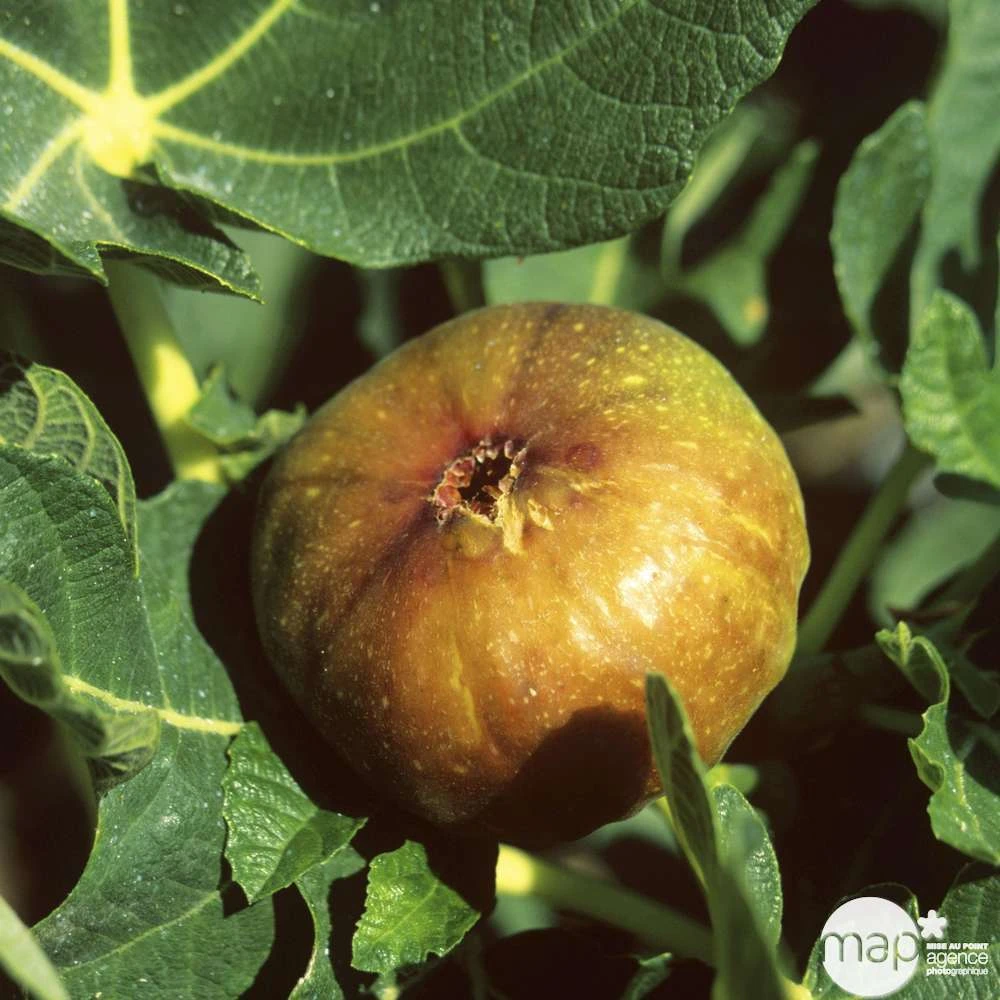 Figuier 'Madeleine Des 2 Saisons':pot 5L 3 Figuier 'Madeleine Des 2 Saisons':pot 5L