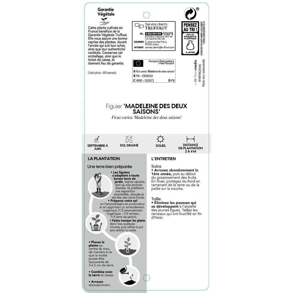 Figuier 'Madeleine Des 2 Saisons':pot 5L 5 Figuier 'Madeleine Des 2 Saisons':pot 5L – Image 3