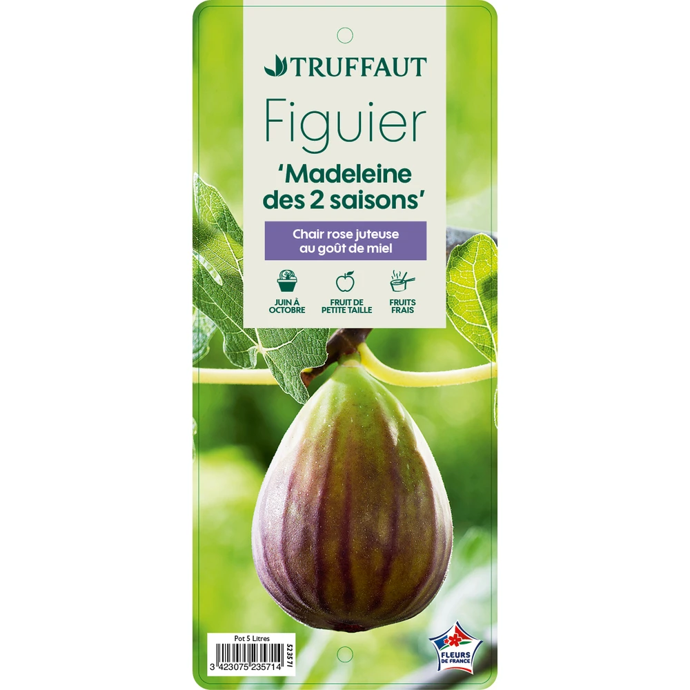 Figuier 'Madeleine Des 2 Saisons':pot 5L 4 Figuier 'Madeleine Des 2 Saisons':pot 5L – Image 2