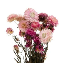 Bouquet De Fleurs Séchées Helichrysum Rose -Feuilora Soldes Boutique 837659 1697287
