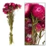 Bouquet De Fleurs Séchées Helichrysum Rose -Feuilora Soldes Boutique 837659 2064769