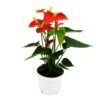 Fleur De Flamant Rose - Anthurium Andreanum - Anthurium - Pot 12cm - "orange Champion -Feuilora Soldes Boutique 8894f3b56c4431eb