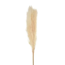 Bouquet Séché Pampas Mace 115-117cm 3pcs -Feuilora Soldes Boutique 933178 1444651