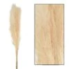Bouquet Séché Pampas Mace 115-117cm 3pcs -Feuilora Soldes Boutique 933178 2064808