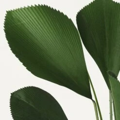 Palmier Artificiel Cuillère Licuala 110cm -Feuilora Soldes Boutique 935da318f4afa829