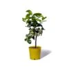 Cedrat Ethrog Bio Tailles:pot De 3 Litres, Hauteur 30/40 Cm -Feuilora Soldes Boutique ae42a36e8dbb1aab