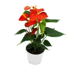 Fleur De Flamant Rose - Anthurium Andreanum - Anthurium - Pot 12cm - "orange Champion -Feuilora Soldes Boutique b1ae8bbb9b581bd6