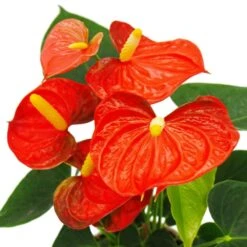 Fleur De Flamant Rose - Anthurium Andreanum - Anthurium - Pot 12cm - "orange Champion -Feuilora Soldes Boutique b7097dee7be0935f