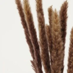 Plumeaux Plante Pampa Brun 70cm Lot De 12 -Feuilora Soldes Boutique d64c68ea691770db