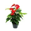 Flamant Flamant Rouge, Anthurium Anderanum, Pot De 17cm -Feuilora Soldes Boutique dd8a3cda76eb9c9a