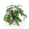 Emerald Buisson Monstera Artificiel Monkey 55 Cm En Pot -Feuilora Soldes Boutique e82e64445abaadc5