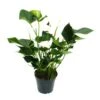 Flamant Flamant Blanc, Anthurium Anderanum, Pot De 17cm -Feuilora Soldes Boutique f35ea9b05bee7344